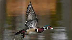 duck